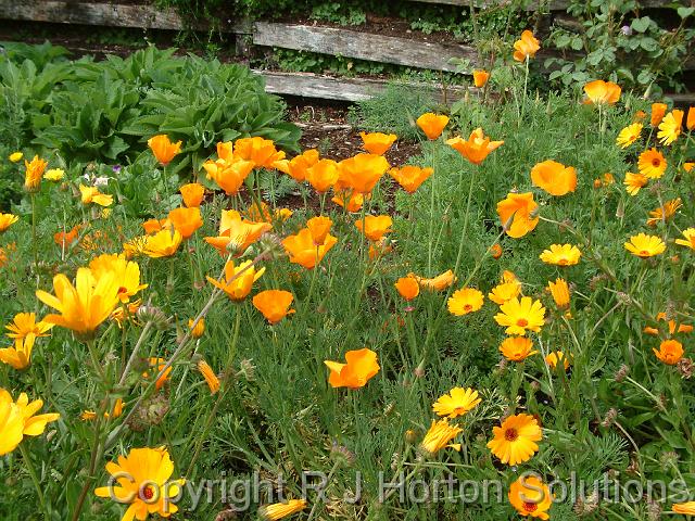 Californian poppies and calendula